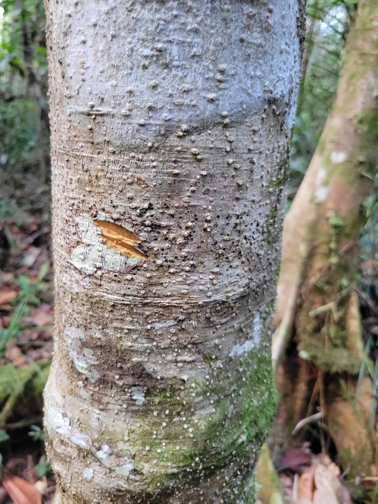 Ilex maingayi (Ilex maingayi)