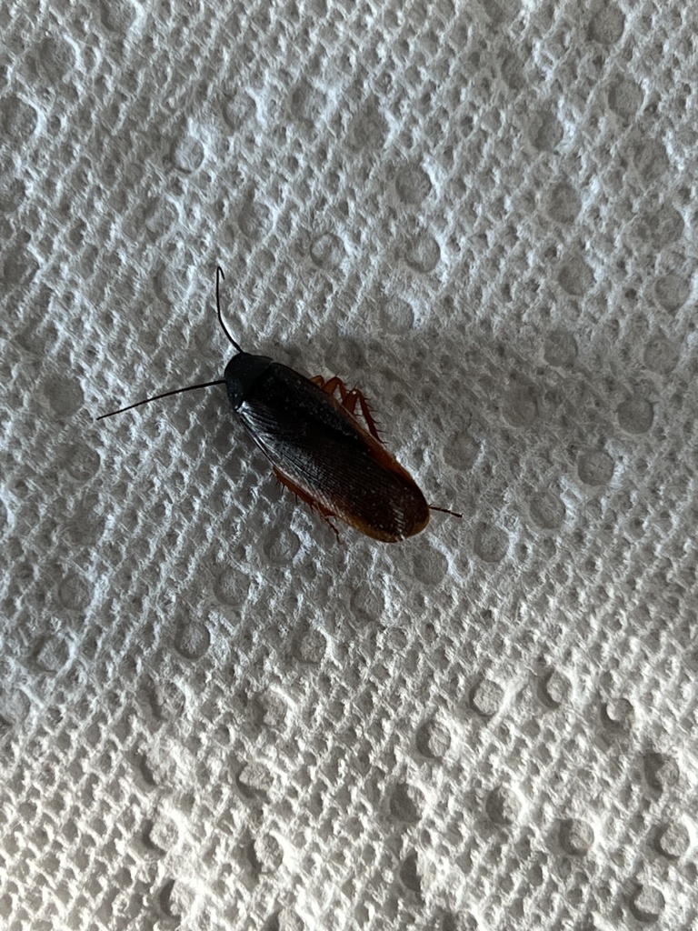 Dark Wood Cockroach in August 2023 by bewilderbean · iNaturalist