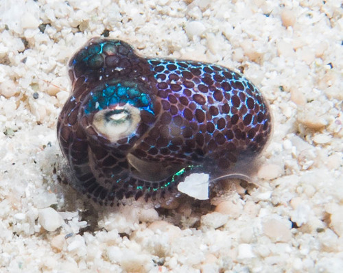 Berry's Bobtail — seen at this dive site