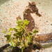 Observation photo