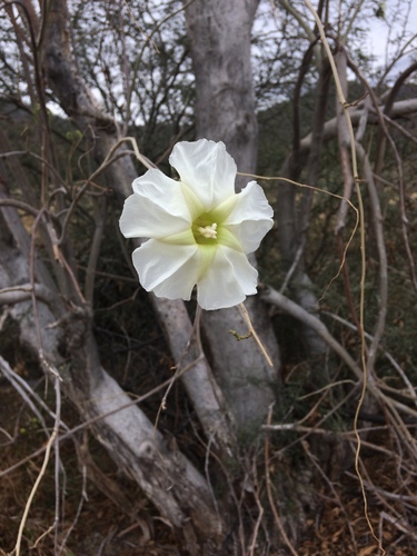Ipomoea arborescens (Humb. & Bonpl. ex Willd.) G.Don