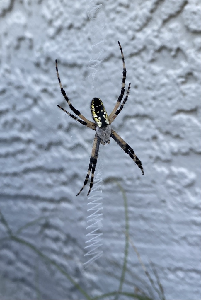 Yellow Garden Spider from Francisco Rd, Columbus, OH, US on August 23 ...