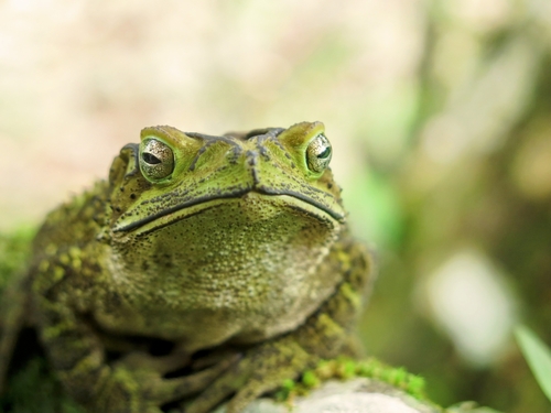 Evergreen Toad Green Climbing Toad | Native Nature