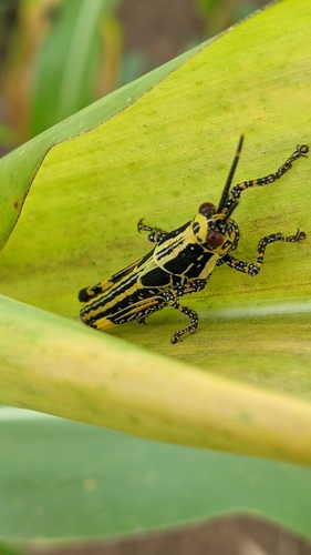 Variegated grasshopper