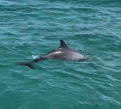 Bottlenose dolphin