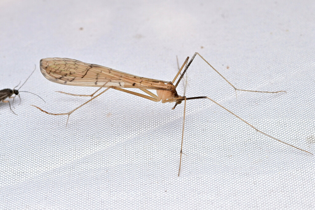 Hangingflies from 中国贵州省黔东南苗族侗族自治州榕江县 on July 24, 2023 at 10:00 PM by ...
