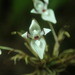 Pleurothallis scoparum - Photo (c) rudygelis, all rights reserved