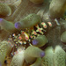 Hamopontonia corallicola - Photo (c) Brian Mayes, כל הזכויות שמורות, הועלה על ידי Brian Mayes