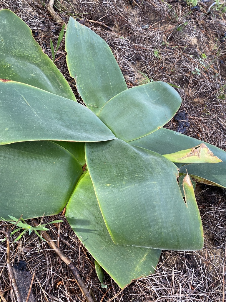 candelabra lily from City Of Cape Town Rural, Cape Town, WC, ZA on