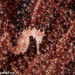 Observation photo