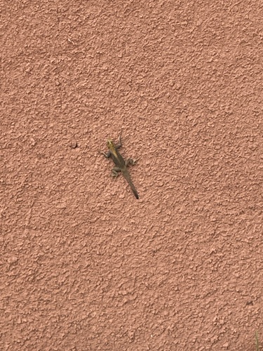 Peters's Rock Agama
