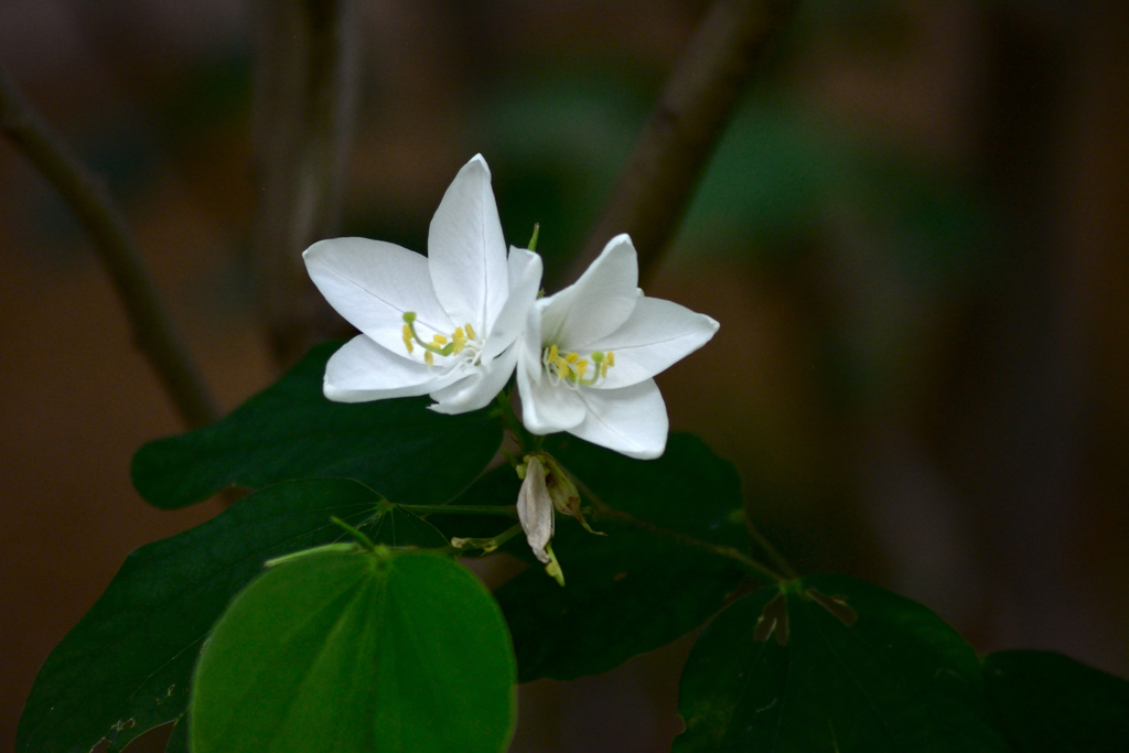 Bauhinia acuminata (Bauhinia acuminata)