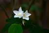 Dwarf White Bauhinia - Photo (c) Chandan Pandey, all rights reserved, uploaded by Chandan Pandey