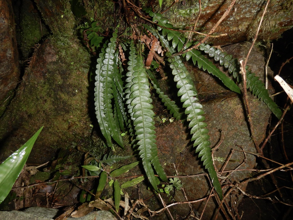 Blechnum fragile (Fragile Midsorus Fern)