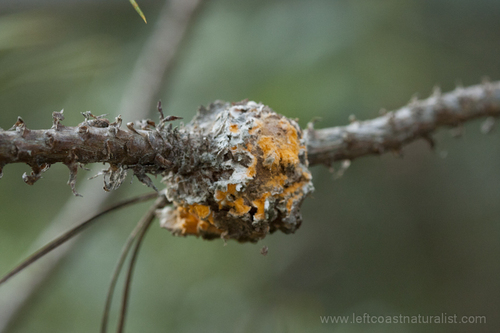 Western Gall Rust