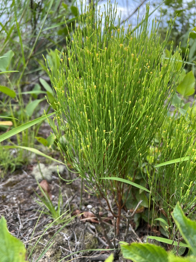 pineweed from Liberty Hall Rd, King And Queen Court House, VA, US on ...