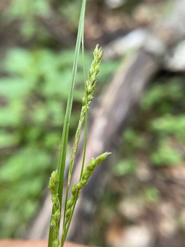 summer sedge (Carex aestivalis)