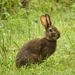 Manchurian Hare - Photo (c) Alexey Mozhaev, all rights reserved, uploaded by Alexey Mozhaev