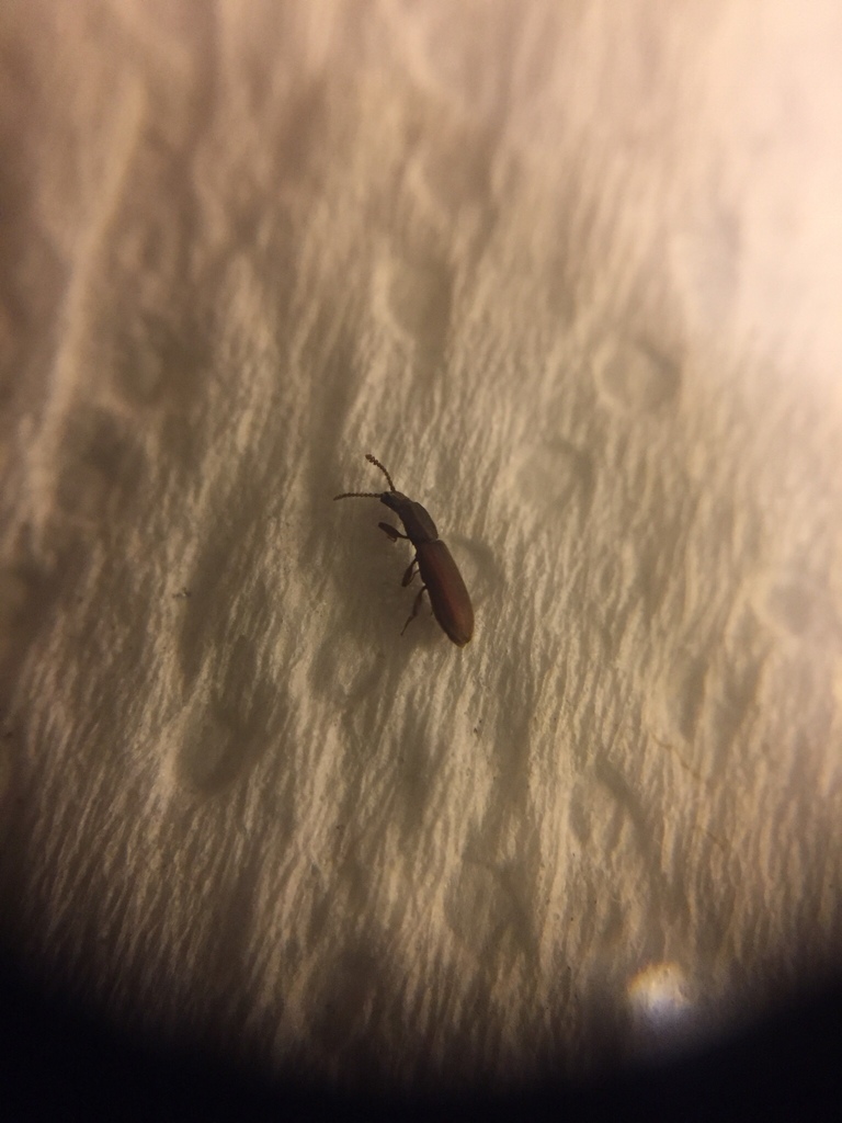 Sawtoothed Grain Beetle From 90 SW 18th Ave Dania Beach FL US On 