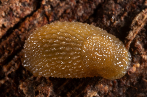 Hedgehog Slug