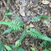 Polystichum platyphyllum - Photo (c) Lindsey Riibe, todos los derechos reservados, uploaded by Lindsey Riibe