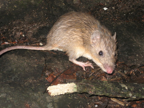 Painted spiny pocket mouse (Liomys pictus) · iNaturalist