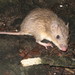 Painted Spiny Pocket Mouse - Photo (c) Paulina Arias Caballero, all rights reserved, uploaded by Paulina Arias Caballero
