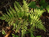 Spinulose Lady Fern - Photo (c) snv2, all rights reserved, uploaded by snv2