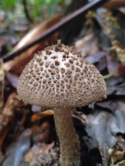 Image of Amanita costaricensis