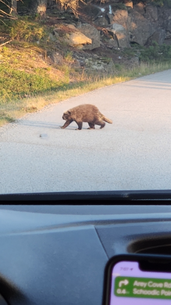 North American Porcupine From Schoodic Peninsula On August 22 2023 At   Large 