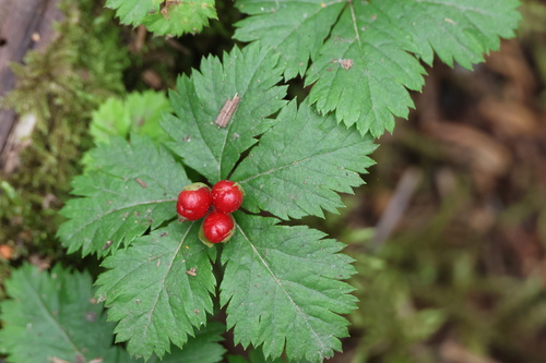 Five-leaf Dwarf Bramble