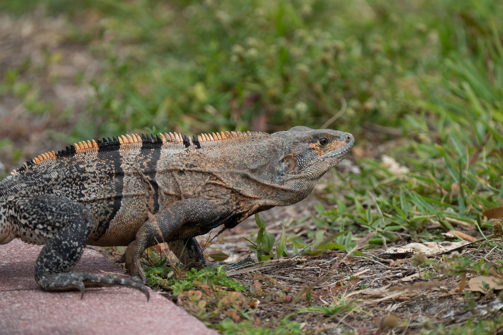 Black Spiny-tailed Iguana from 6747 Crandon Blvd, Key Biscayne, FL ...