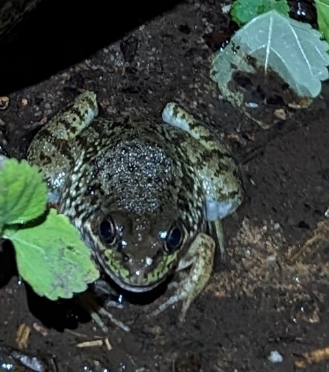 Green Frog In August 2023 By Ansje INaturalist   Large 