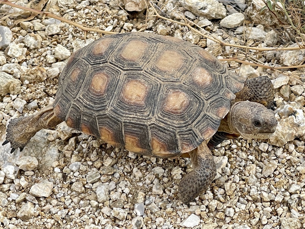 Sonoran Desert Tortoise from Saguaro National Park, Tucson, AZ, US on ...