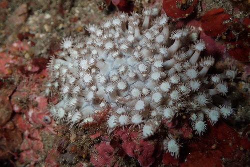 anemone coral