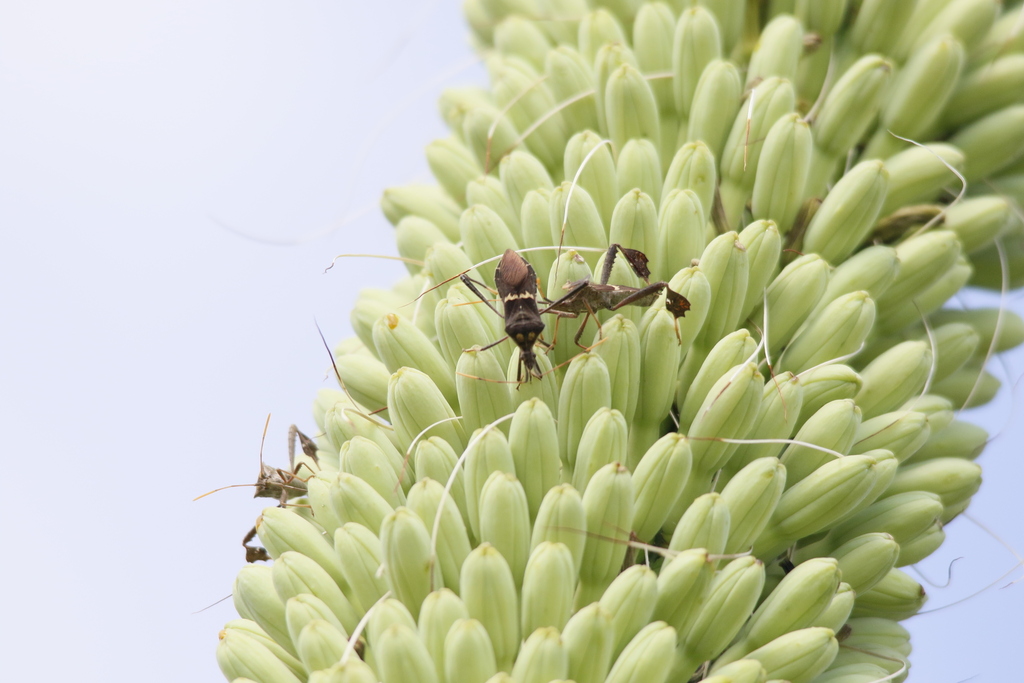 Leptoglossus zonatus from 71534 Santa Catarina Minas, Oax., México on