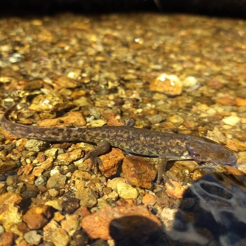Leora's Stream Salamander