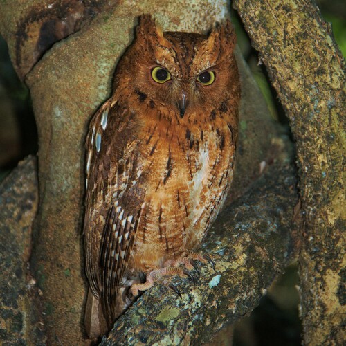 Madagascar Scops-Owl