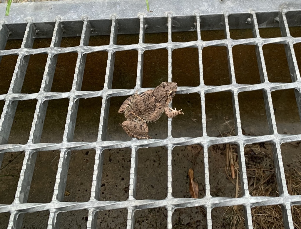 Japanese Rice Frog Rice field frog from Okinawa Institute of Science & Technology Graduate ...