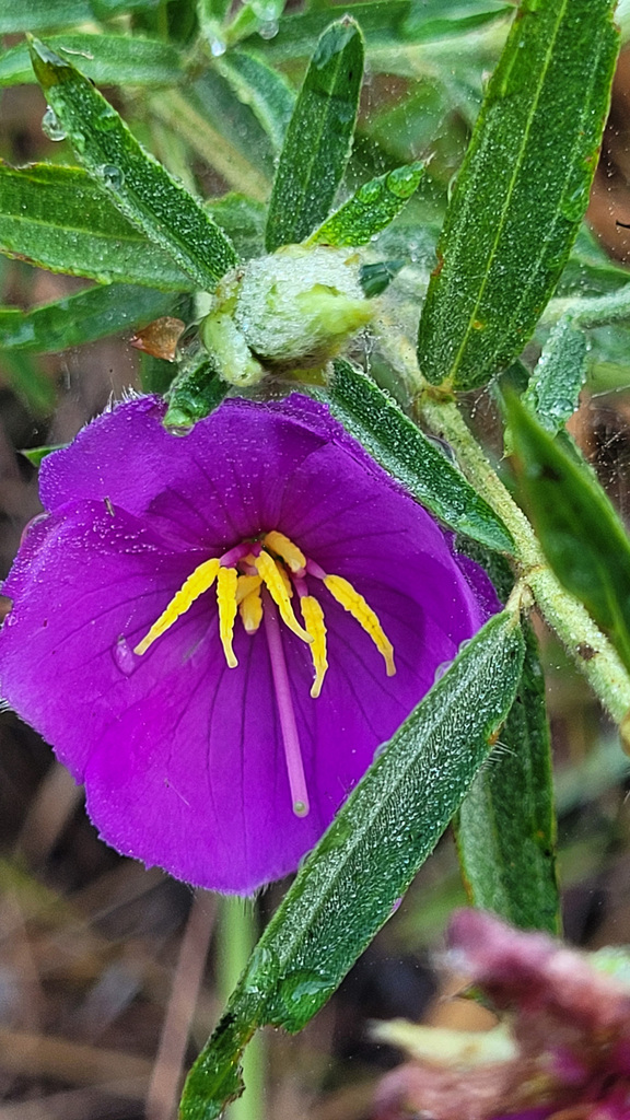 osbeckia-australiana-from-darwin-nt-australia-on-july-6-2023-at-08-00