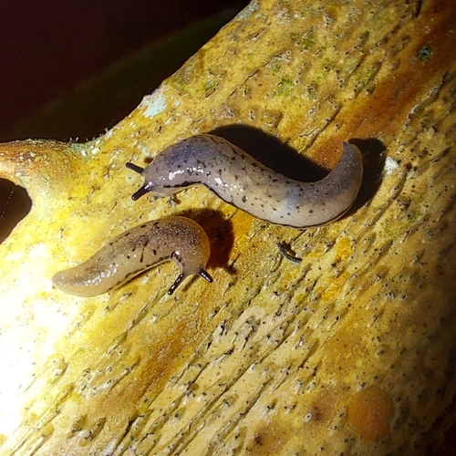 Pallifera costaricensis