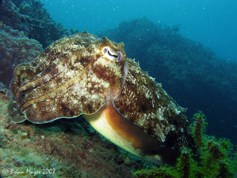 Pharaoh Cuttlefish