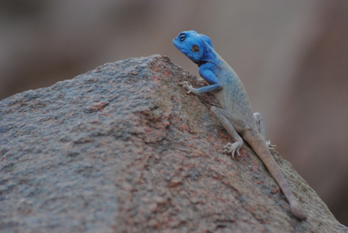 Aqaba Agama