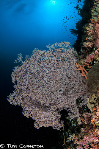 Genus Muricella · iNaturalist