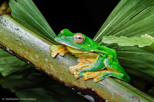Black-webbed Flying Frog (Rhacophorus kio) · iNaturalist