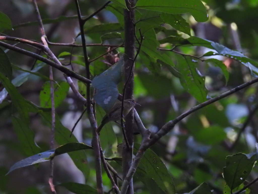 Guianan Greenlet (Tunchiornis luteifrons) photo