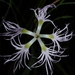 Dianthus superbus - Photo (c) wojtest, todos los derechos reservados
