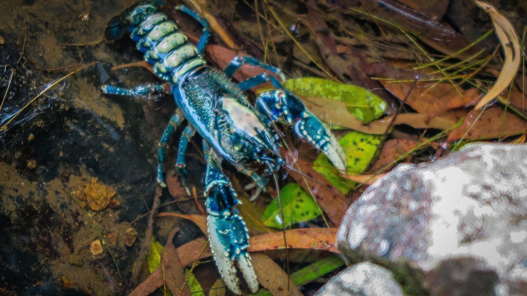 PDF) The native South American crayfishes (Crustacea, Parastacidae