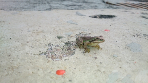 Arboreal Tree Frog