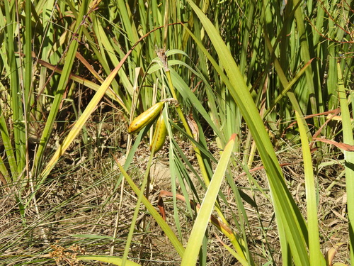 Avistamiento Lirio amarillo (Iris pseudacorus, Mezquita)